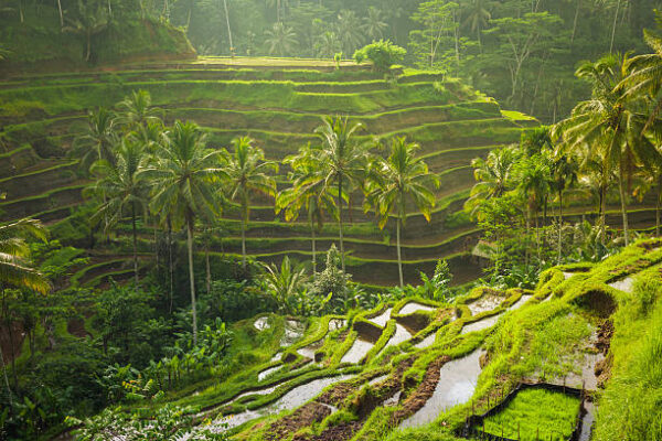 A Day Blissful Ubud